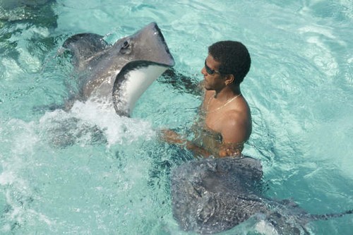 The stingrays like affection.JPG © Ian & Andrea Treleaven